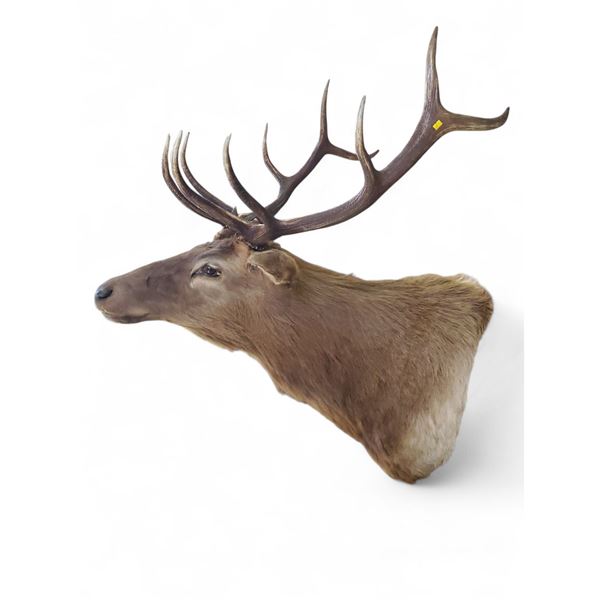 Vintage 10 Point Antler Red Deer Head Taxidermy
