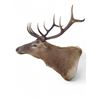 Image 1 : Vintage 10 Point Antler Red Deer Head Taxidermy