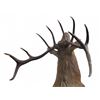 Image 2 : Vintage 10 Point Antler Red Deer Head Taxidermy