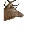 Image 3 : Vintage 10 Point Antler Red Deer Head Taxidermy