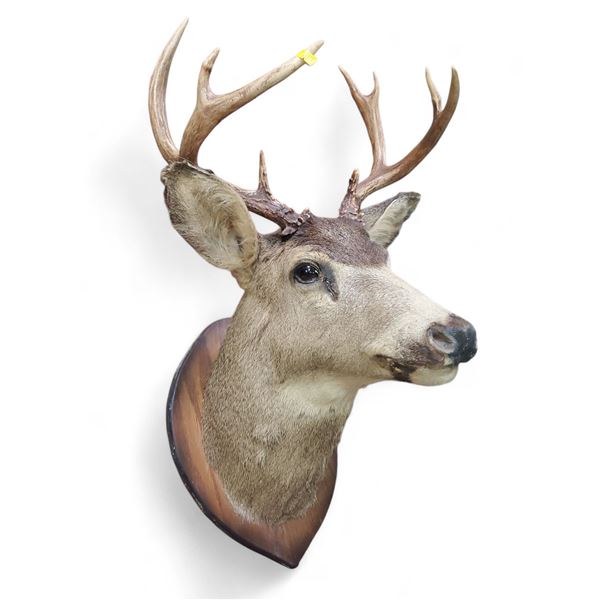 Vintage 10 Point Antler Whitetail Deer Head Taxidermy Mount