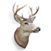 Image 1 : Vintage 10 Point Antler Whitetail Deer Head Taxidermy Mount