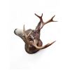 Image 2 : Vintage 10 Point Antler Whitetail Deer Head Taxidermy Mount