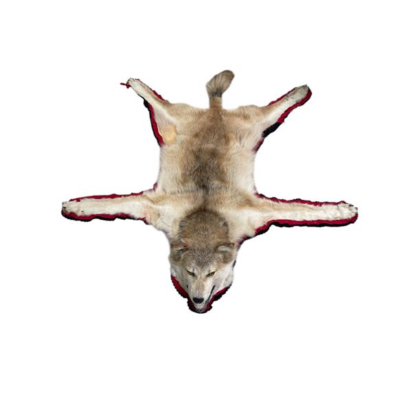 Wolf Rug Taxidermy - Mounted - 48" long(not including tail) x 52" wide at the paws