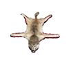 Image 1 : Wolf Rug Taxidermy - Mounted - 48" long(not including tail) x 52" wide at the paws