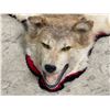 Image 2 : Wolf Rug Taxidermy - Mounted - 48" long(not including tail) x 52" wide at the paws