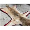Image 3 : Wolf Rug Taxidermy - Mounted - 48" long(not including tail) x 52" wide at the paws