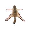 Image 7 : Wolf Rug Taxidermy - Mounted - 48" long(not including tail) x 52" wide at the paws