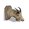 Image 1 : Vintage Taxidermy Mountain Goat Head Mount