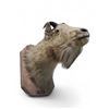 Image 2 : Vintage Taxidermy Mountain Goat Head Mount
