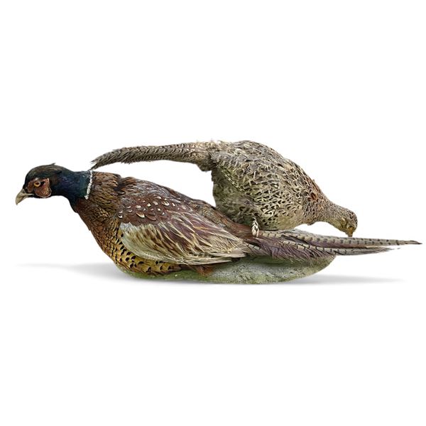 Pair of Pheasants Taxidermy on Mount, H10" x 25"
