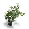 Image 1 : 4ft Faux Ficus Tree in Metal Planter