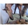 Image 4 : Century Exclusive Mare & Foal 1-A