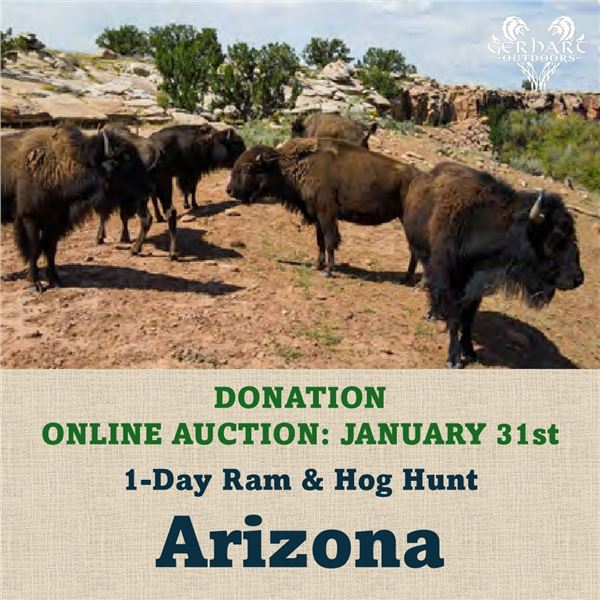 1-Day Ram & Hog Hunt in Arizona