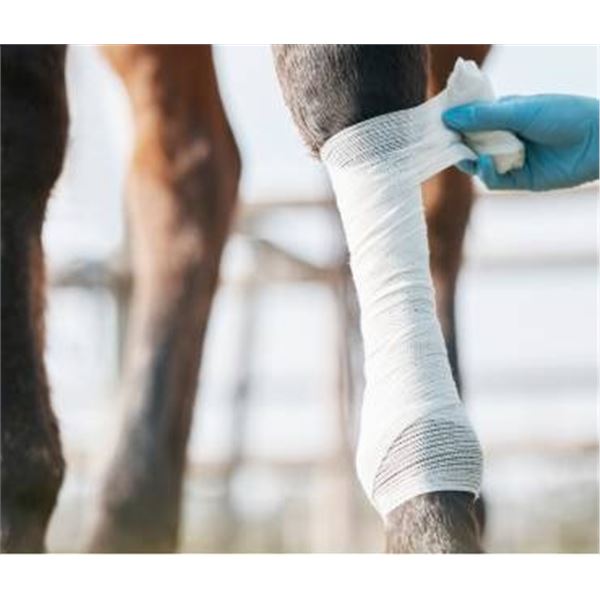 Silverline Cohesive Elastic Bandages in White  18 ROLLS – Compression and Veterinary Use