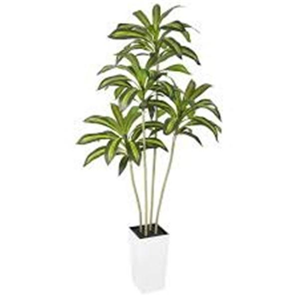 BRAND NEW BELLACAT 6FT ARTIFICAL DRACAENA PLANT