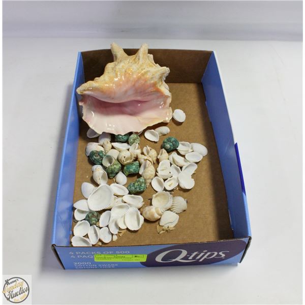 CONCH SHELL PLUS OTHER SEASHELLS