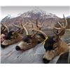 Image 1 : Kodiak Island - Sitka Blacktail & Sea Duck Combo for 3 hunters