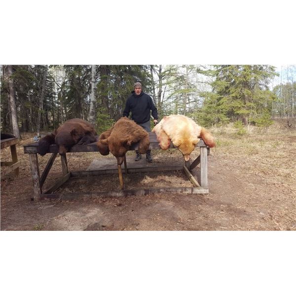 2 Black Bear Hunt in Alberta