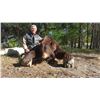 Image 4 : 2 Black Bear Hunt in Alberta