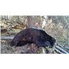 Image 1 : Wyoming Black Bear Hunt