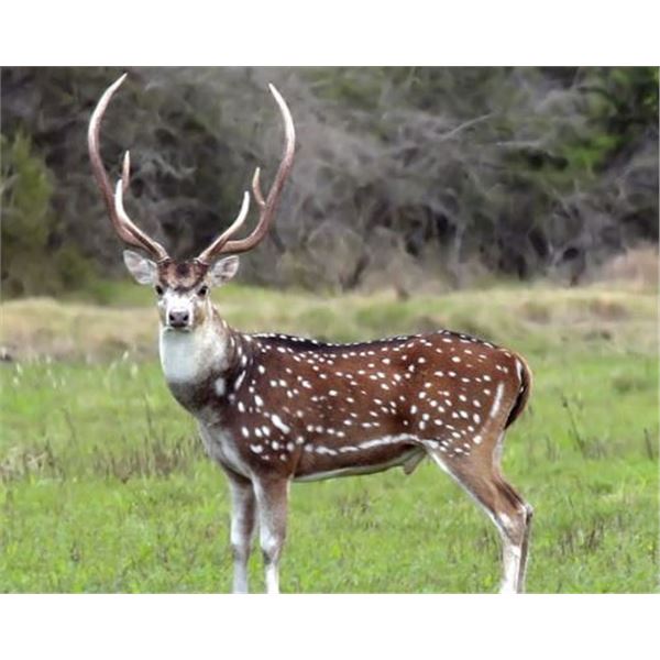 Texas Free Range Axis Deer