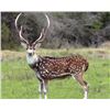 Image 1 : Texas Free Range Axis Deer