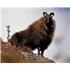 Image 1 : New Zealand Chamois & Tahr Combo Hunt