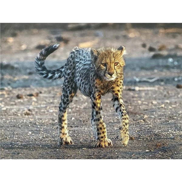 Original African Safari photo