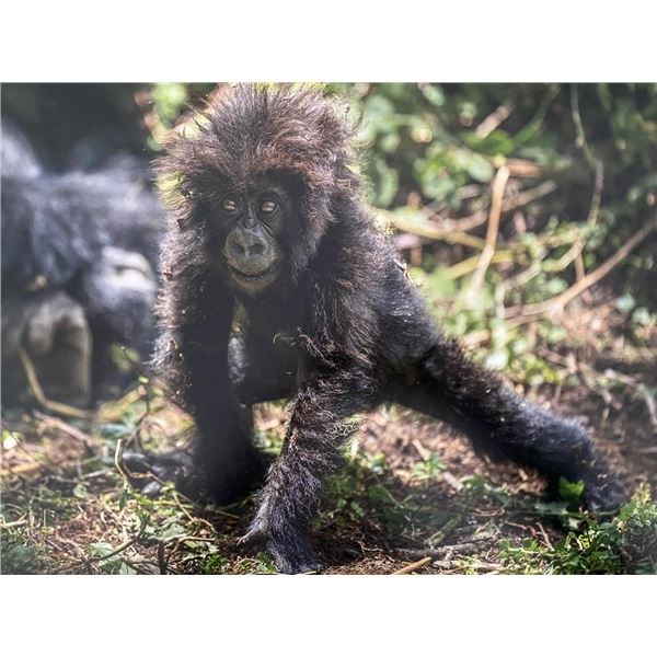 Original African Safari photo