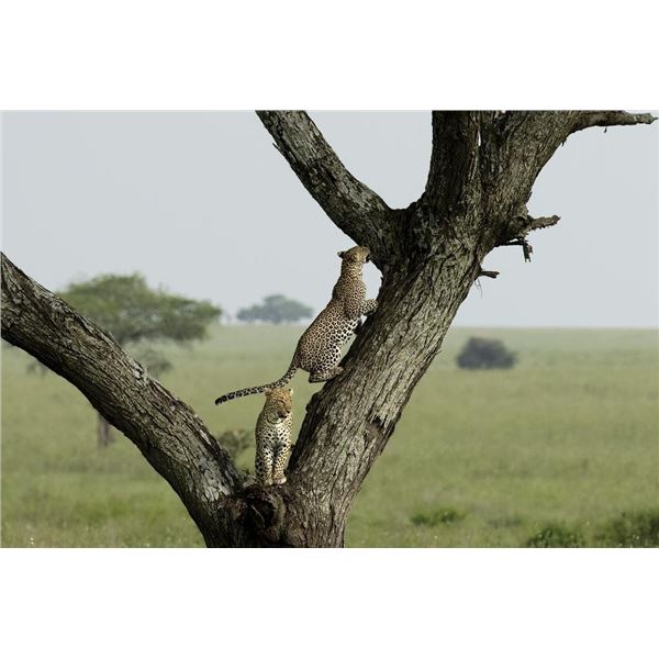 Original African Safari photo