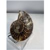Image 2 : 3 inch Ammonite Fossil with Druze