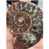 Image 4 : Ammonites 2.3 inch