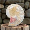Image 3 : Ammonites 2.3 inch