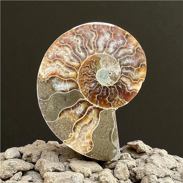 Ammonites 2.3 inch