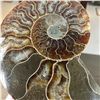 Image 4 : Ammonites 2.3 inch
