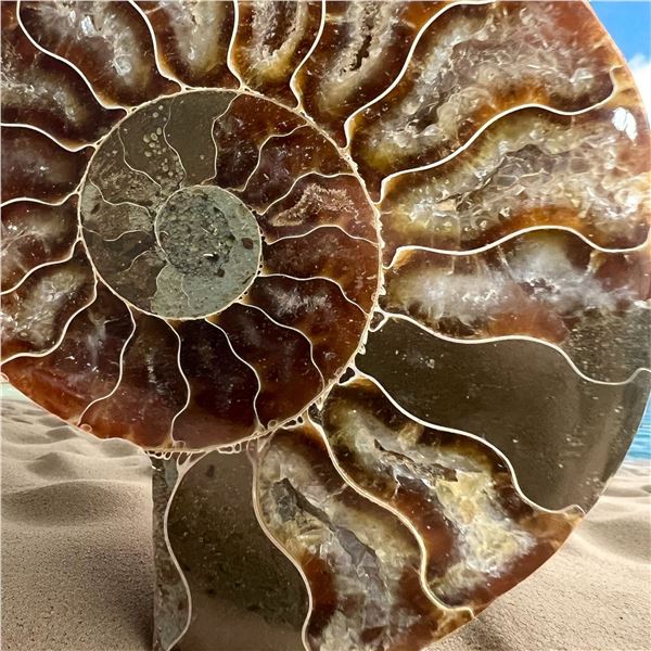 Ammonites 2.3 inch