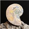 Image 3 : Ammonites 2.3 inch