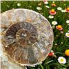 Image 3 : Ammonites 5 inch 28