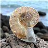 Image 4 : Ammonites 5 inch 28