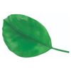Image 1 : An Animal Kingdom Tree of Life Leaf Prop.