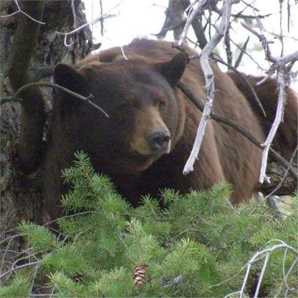 Utah San Juan Unit - Limited Entry - Multiseason - Black Bear Conservation Permit