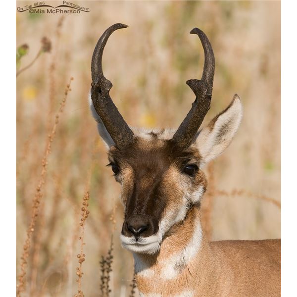 Utah Box Elder West Limited Entry Buck Pronghorn Any Legal Weapon Permit