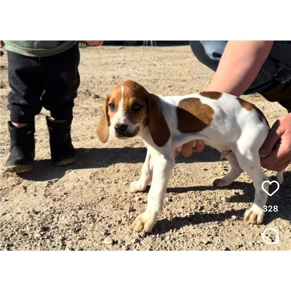 10 Week old Male Hound Pup