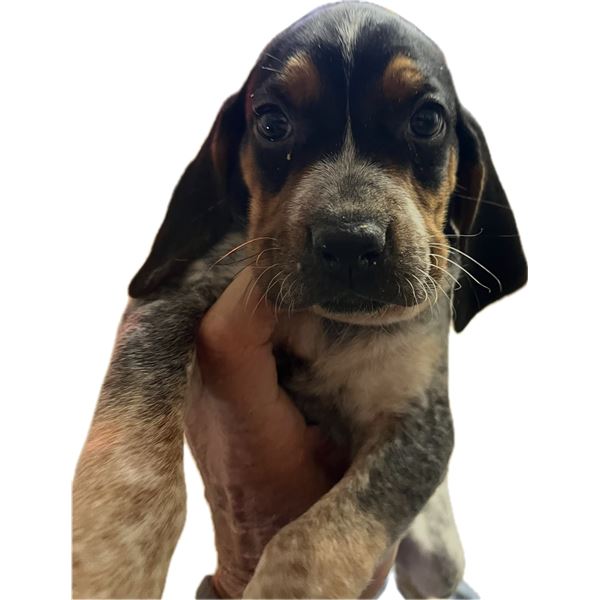 7 Week old Hound Pup (Male or Female)