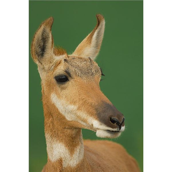 Utah Private Land Doe Antelope Hunt (Private land hunt near Kanosh UT)