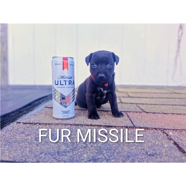 8 Week Old Male Patterdale Terrier Pup