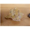 Image 10 : Large Spider Conch Shell, Approx. 7"L