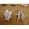 Image 12 : Large Spider Conch Shell, Approx. 7"L