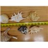 Image 15 : Large Spider Conch Shell, Approx. 7"L